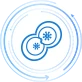 Cell Cycle